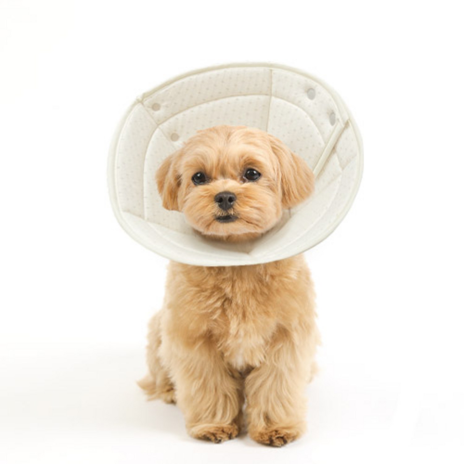 우리 아이 편안한 회복을 위한 선택, 자연생각 개놀자 오가닉 펜타곤 넥카라 도트 L 강아지넥카라