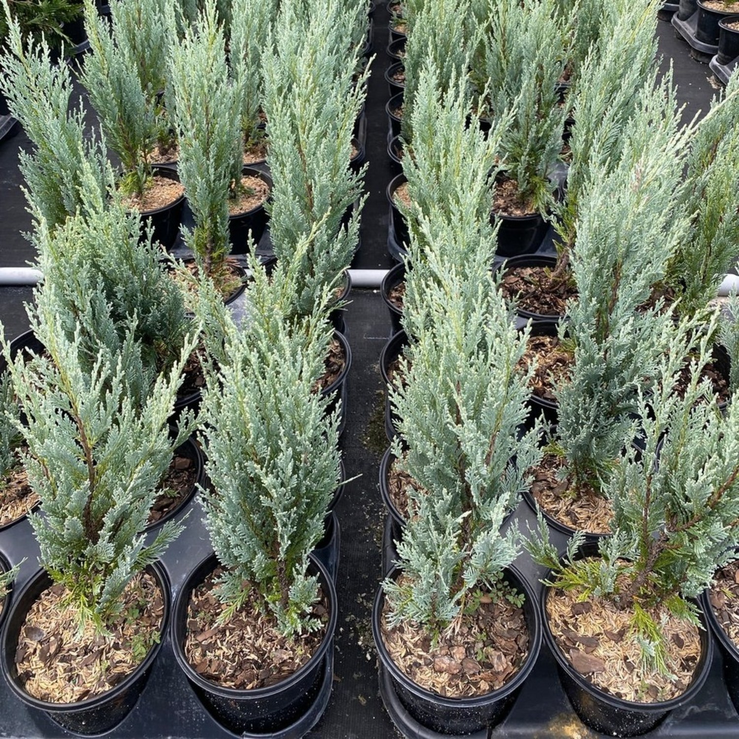 문그로우 묘목으로 아름다운 울타리 만들기 문그로우