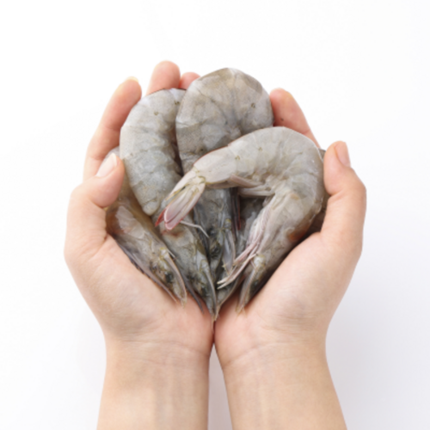 파도수산, 싱싱한 국내산 생물 새우로 풍성한 식탁을!