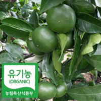 [극brix] 제주 무농약 청귤 벌크실속용, 1박스, 5kg