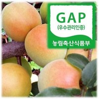 [하동참다래매실농원] 청매실.황(홍)매실, 홍매실 10kg 왕(1번), 1개