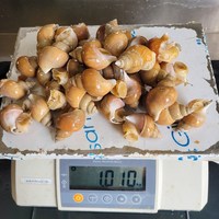 (자숙) 백고동 1KG, 1개, 소.소짜 1kg