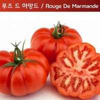 마망드 토마토 Marmande 달콤한 희귀토마토 교육체험용 세트, 1개