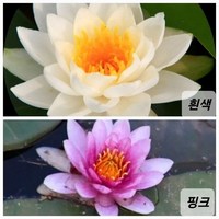 수련 뿌리 2개/ 흰색 핑크 중 컬러 랜덤으로 발송, 2개