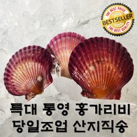 이 사이즈 실화? 통영 특대 홍가리비 당일조업 산지직송 고급식재료, 1박스, 예쁜 홍가리비 1kg(특대 1킬로당 20미내외)