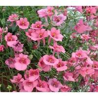 [모야모 꽃씨] 다이아시아(Diascia) 씨앗, 소포장 50립, 1봉