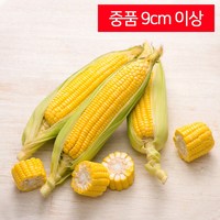 구미당기는 초당옥수수, 10개