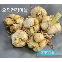 24년 한국고유 토종마늘 대왕 코끼리마늘 가정용 1kg 통/쪽혼합, 1개