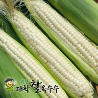 [산지직송] 괴산 대학 찰 옥수수, 1박스, 30개(18cm 내외)