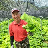 강원도 곰취나물 산지직송, 1개, 1kg