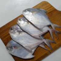 국내산 방금 조업한 싱싱한 생물 병어 2kg a pomfret (10~20미), 1박스, 당일조업 국내산 생물 병어 총2kg(10-20미)급랭