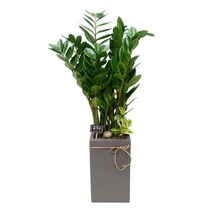 꽃뜨랑 개업화분 전국당일꽃배달 스투키 행운목 금전수 황금죽, 1개, a01 금전수