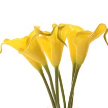 리버그린 조화 카라가지 6개묶음, 옐로우