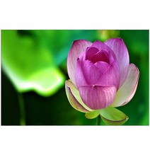 UVDS 아트보드 주방시트지 퍼플 그라데이션, 1개