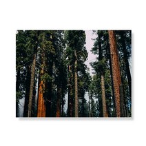 리틀하이커 Tree 캔버스 프린팅 액자A3W36 14