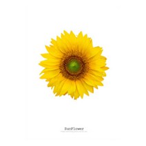 풍수 해바라기 그림 세로형08