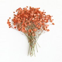 체크스토리 압화 안개꽃줄기 20p, 오렌지 물올림