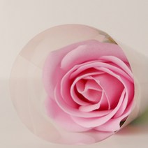 아스파시아 퍼퓸 로즈 한송이 비누꽃 10p, 연핑크