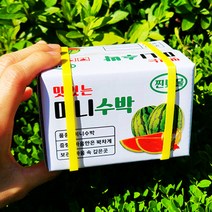 미니 돈만가득 용돈박스 세트, 수박