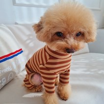 바이굄 강아지 비스킷 올인원, 초코