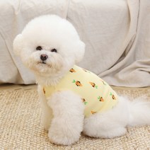 오드스튜디오 반려동물 뉴 데일리 베베 티셔츠 퍼피당근, 옐로우