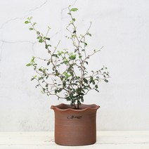 마마스스튜디오 오리지널 빈티지 로우 실린더 러플팟 수제 토분