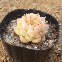 [다육식물]멜로망스