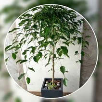 없음 [반값화분] MAIN-대형킹벤자민140(사업번창기원-원조돈나무) 직접배송 축하화분 개업화분 거실화분 카페화분 인테리어화분 아레카야자 극락조 알로카시아 파키라 고무나무, 클래식화이트