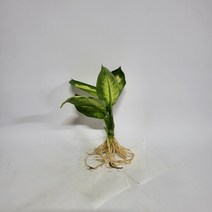 수경식물 프렌즈 마리안느 1촉 2022 새 상품