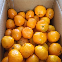 산지직송 노지 제주 중대과 감귤 5kg