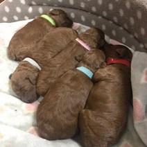 새끼 고양이 강아지 구분 네임택 출산준비물, 강아지12컬러목걸이
