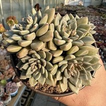 [해와달다육] 히르메스 다육이