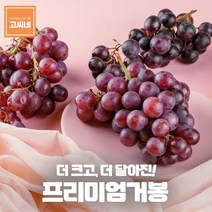 고씨네 프리미엄 거봉1kg 크림슨포도 아도라포도 거봉포도 거봉 청포도 포도종류 크림슨포도 아도라포도 머루포도샤인머스켓 샤인머스켓묘목 샤인머스켓보관, 본상품, free
