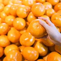 제주직송 서귀포시 고당도 하우스 타이벡 노지 감귤 로얄과 1박스 3kg