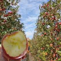 당도선별 경북 꿀 사과 2kg 5kg 10kg 사과, 1박스, 12.가정용사과10kg/할인특가상품(한정판매)/소과