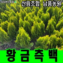 라라런던농원 황금측백나무 묘목 2그루 울타리나무 산소에심는나무