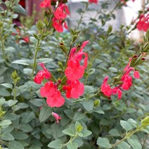 [성심] 체리세이지(소)049