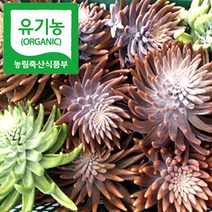 유기농인증 생와송 5kg+500g 노지배재 더 건강한 국산 토종 와송