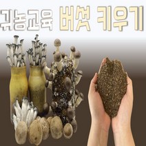 귀농교육 자연산송이 송이버섯재배 집에서버섯키우기, 고기느타리, 1개
