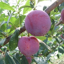 [나무인] 왕자두 결실주 분뜨기 R3~4, 1개