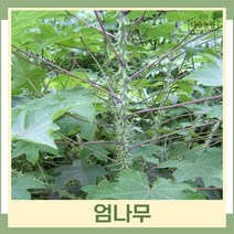 엄나무 묘목 음나무 실생1년생 뿌리묘 5개
