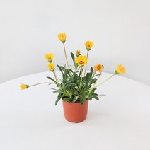 마이플랜트 [마이플랜트]금계국 가자니아 꽃모종 태양국화 꽃키우기 관엽식물, 선택완료