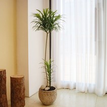 공기정화 카페식물 드라세나 자바 대형 화분, 당일 퀵배송 (경기도B)