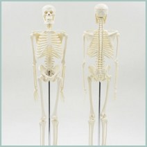 인체 골격 모형(45cm)R KTS