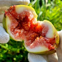 [프레시퍼스트] 당도선별 당일수확 고당도 영암 무화과 생과 생무화과, 영암 무화과 1kg, 1개