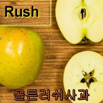 골든러쉬 사과나무 접목1년특묘/꽃나무/나무 묘목