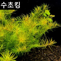 수초킹 키우기 쉬운 초보수초 로타라 난세안, (특가) 7촉