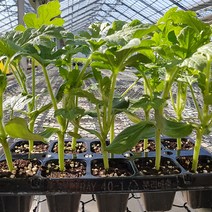 망고수박 모종 5주 10주 20주 가정원예용 베란다 주말농장 육모장직송, 공주 흑피애플수박모종 20주