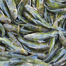 빠가사리 1kg 동자개 매운탕용 찜용 민물고기백화점, 빠가사리 1kg(즉석 손질)