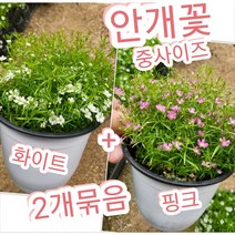 안개꽃-중-2개묶음/안개꽃 하나 만으로도 충분히 아름다운 꽃